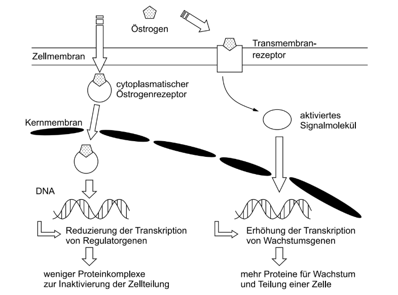 Schema der Östrogenwirkung an einer Zelle